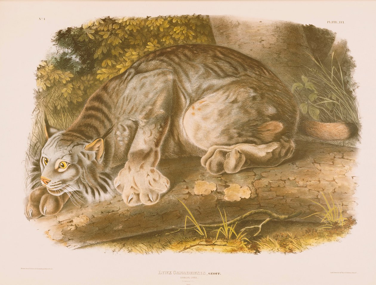 Lince canadese da John James Audubon