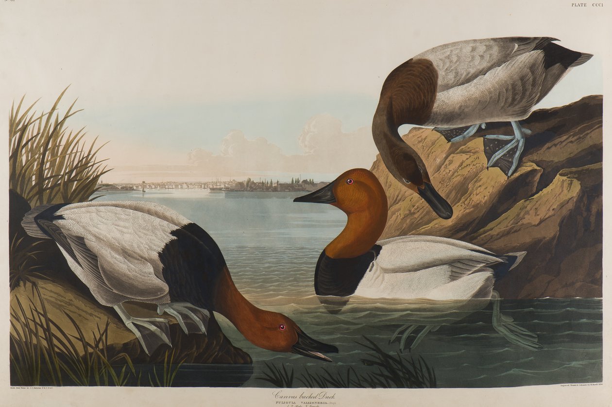 Anatra dal dorso di tela, 1836 da John James Audubon