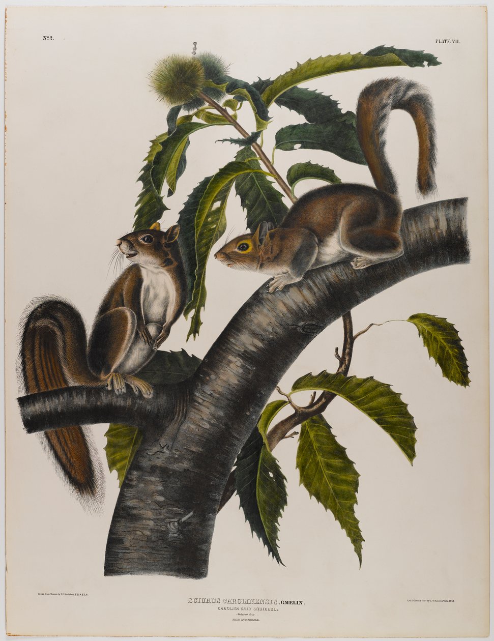 Scoiattolo grigio della Carolina da John James Audubon