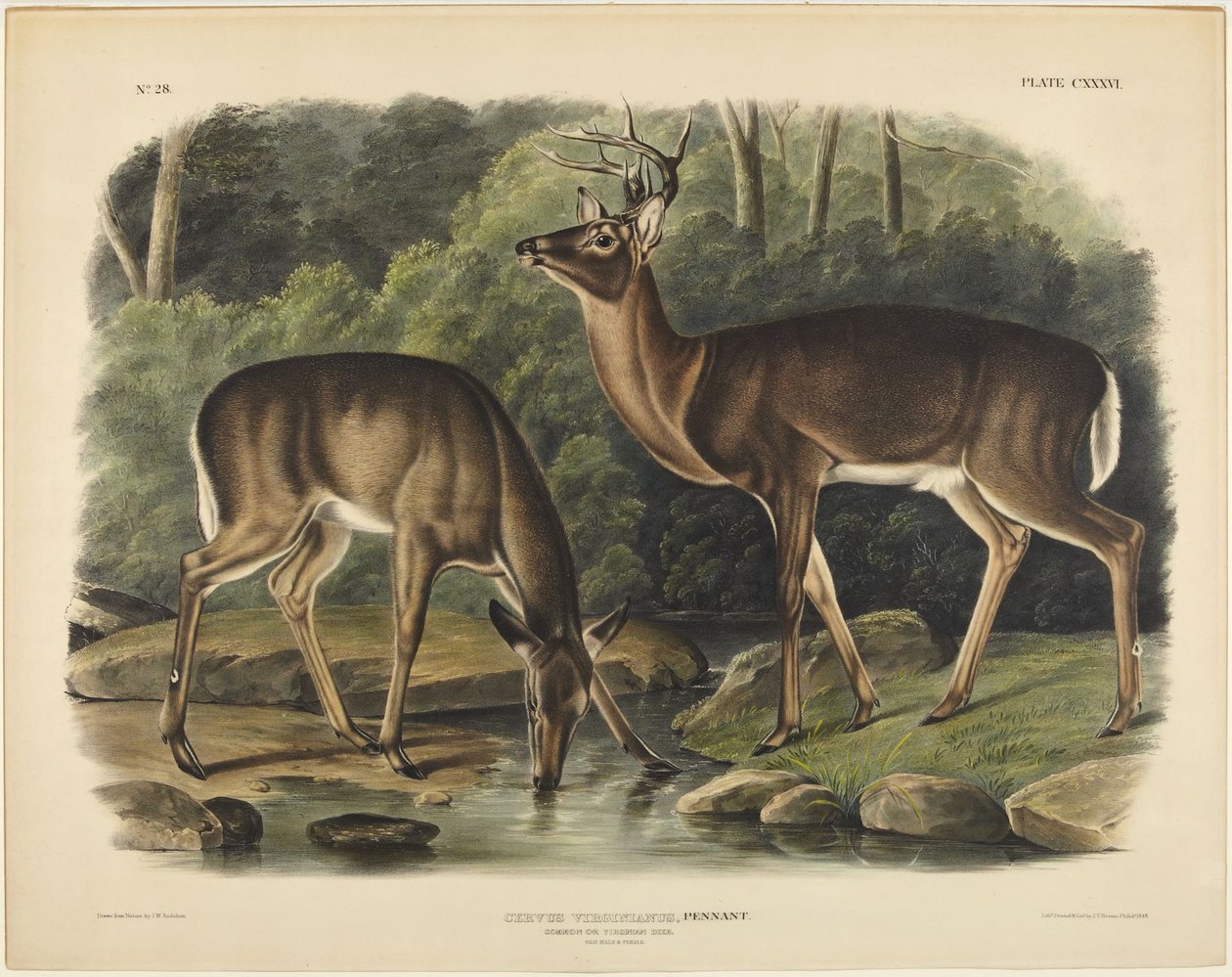 Cervo della Virginia, Pennant da John James Audubon