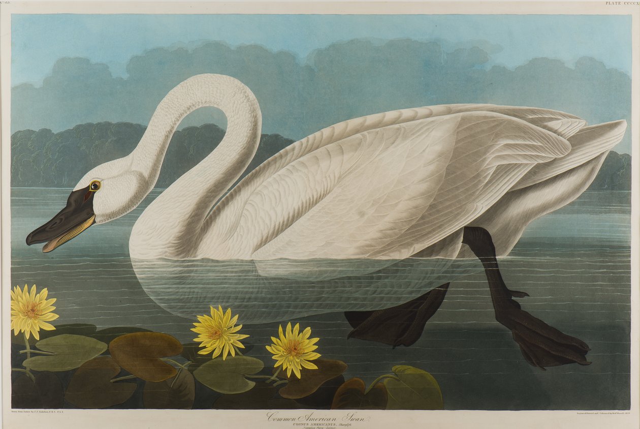Cigno americano comune, 1838 da John James Audubon