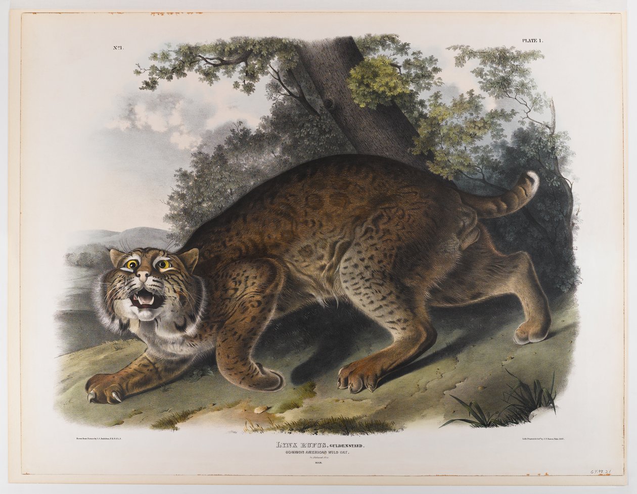 Gatto selvatico americano comune da John James Audubon