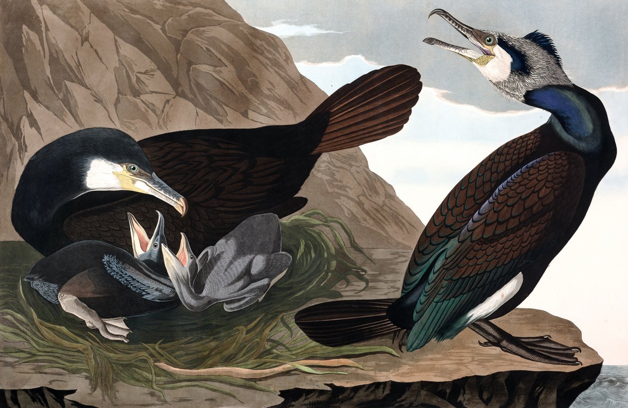 Cormorano comune, Phalacrocorax Carbo, da The Birds of America di John J. Audubon, pub. 1827-38 (incisione colorata a mano) da John James Audubon