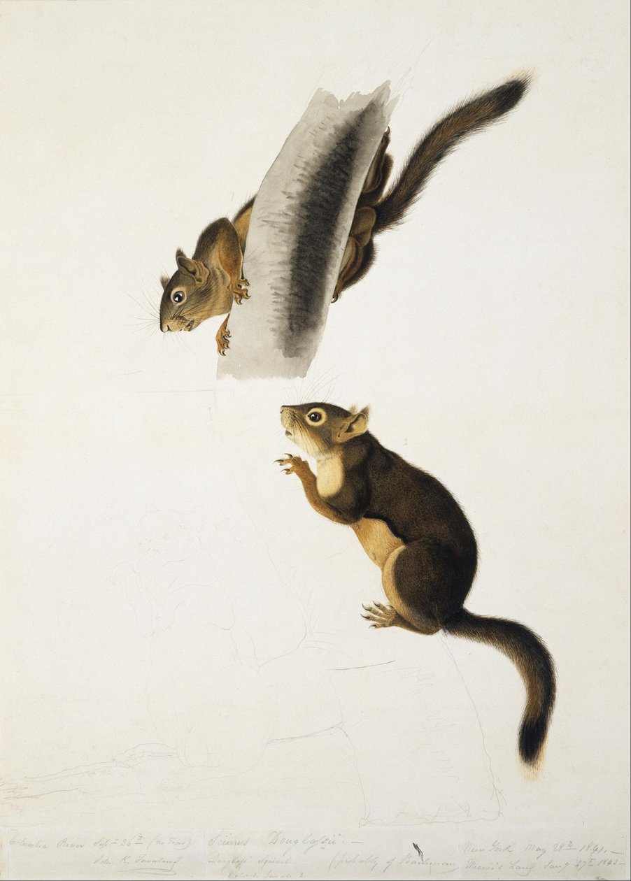 Scoiattolo di Douglas da John James Audubon