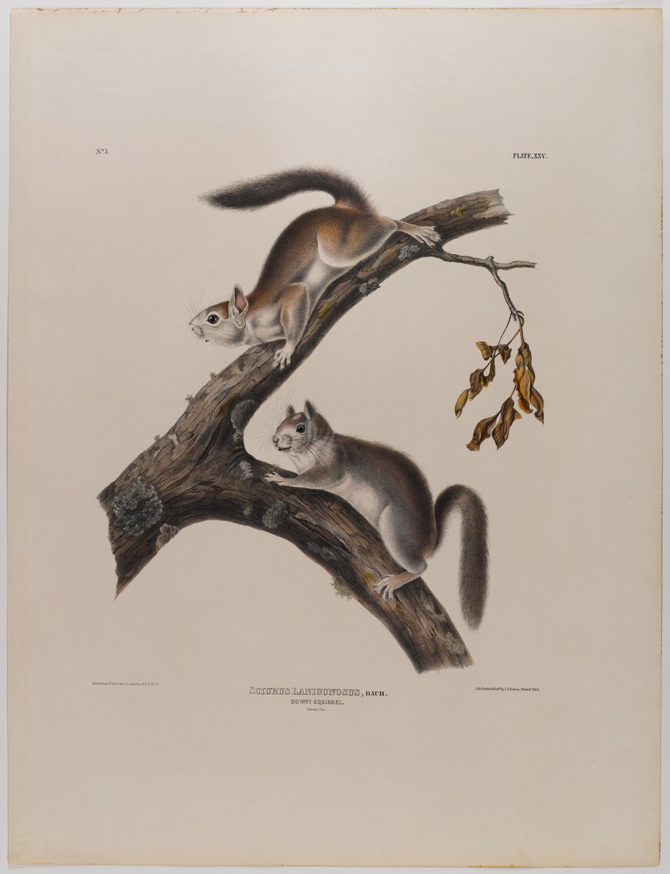 Scoiattolo lanuginoso da John James Audubon