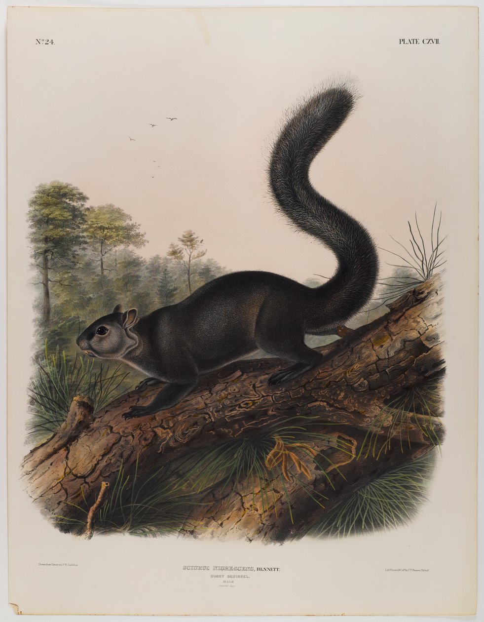 Scoiattolo scuro da John James Audubon