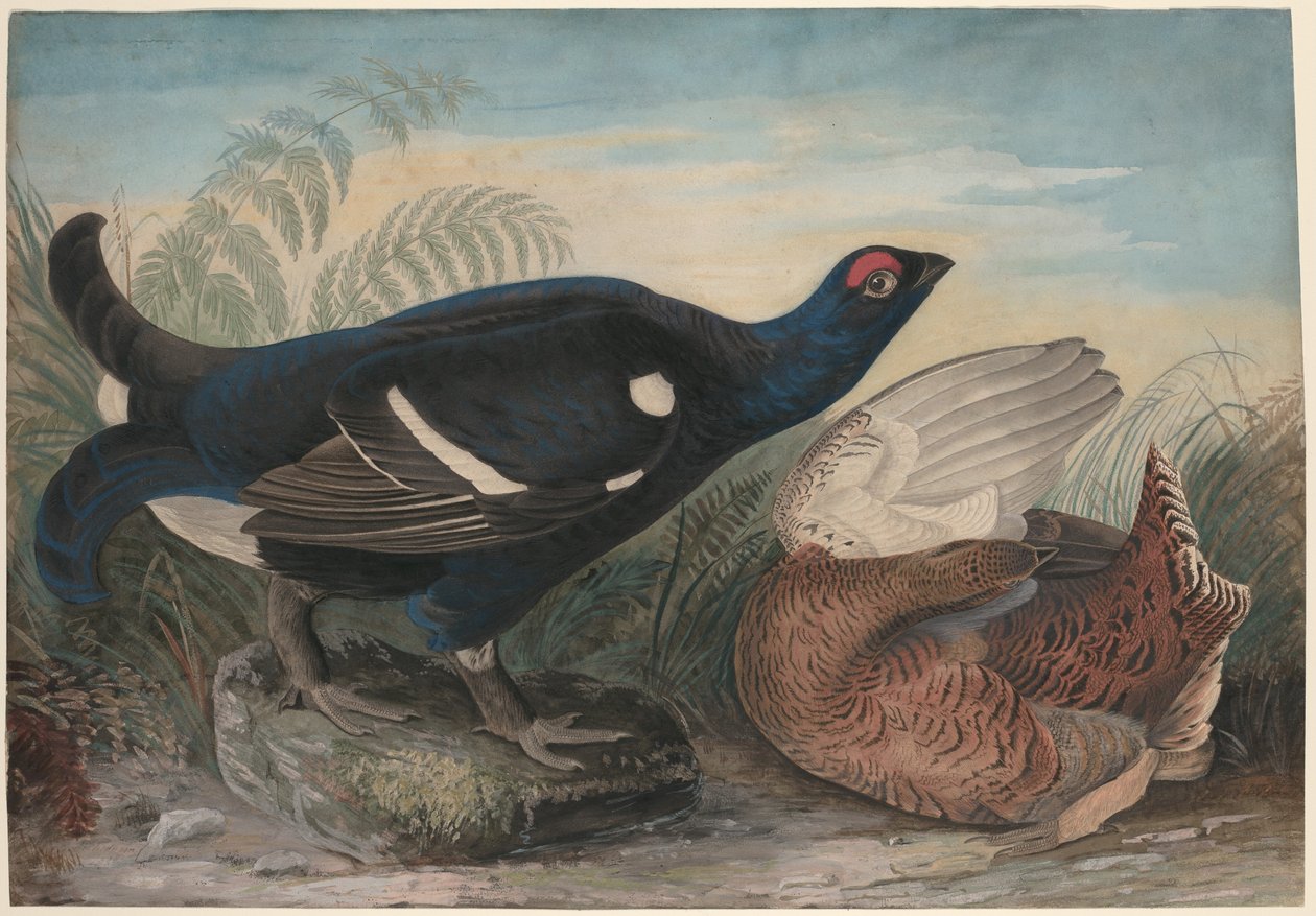 Galli neri inglesi da John James Audubon