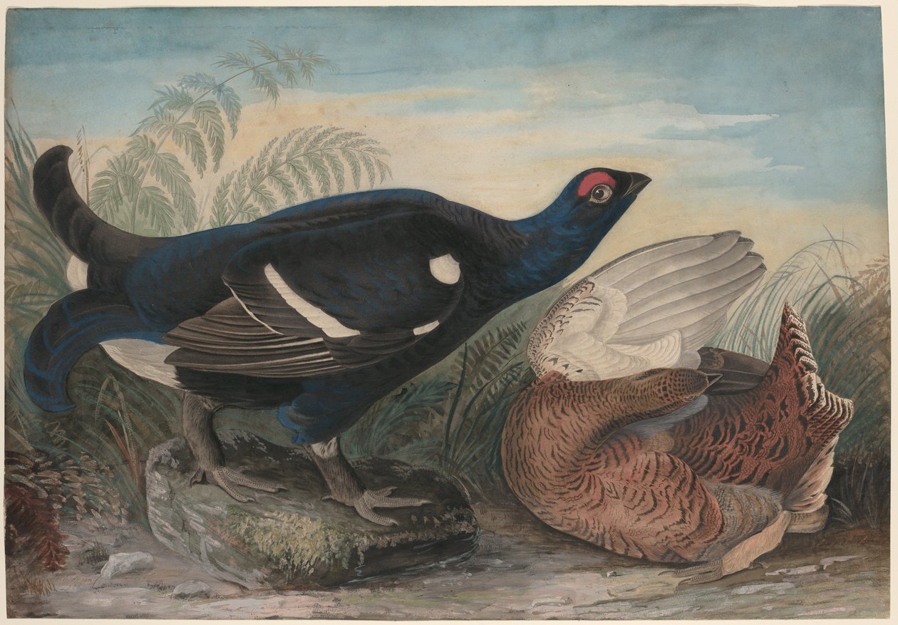 Galli neri inglesi da John James Audubon