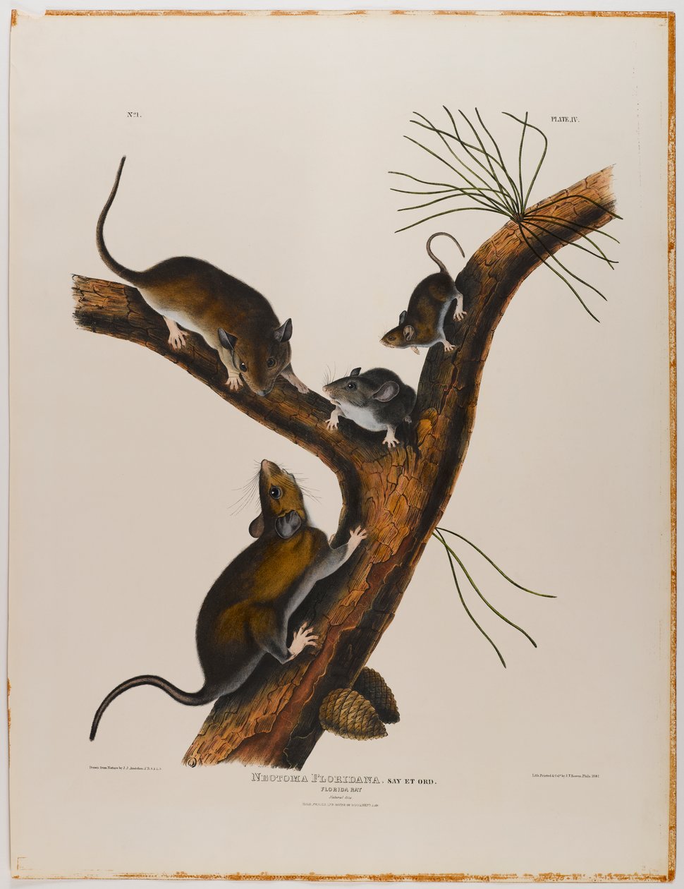 Ratto della Florida da John James Audubon