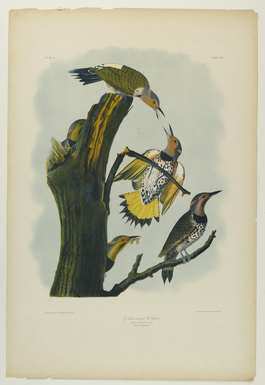 Picchio dalle ali dorate, stampato da Julien Bien e pubblicato da Roe Lockwood & Son, 1861 da John James Audubon