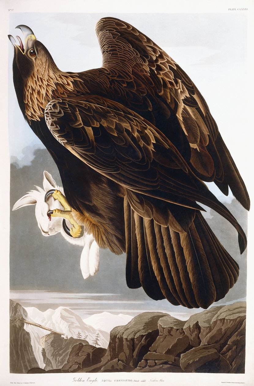 Aquila reale da John James Audubon