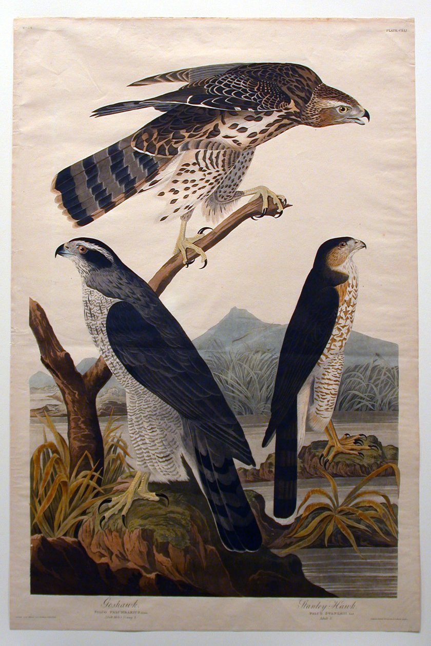 Astore, Falco di Stanley (n. 29) da John James Audubon