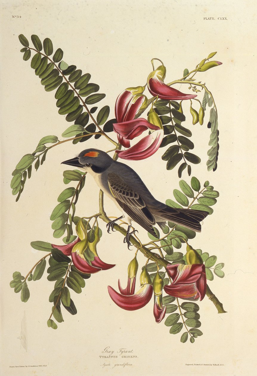 Tiranno grigio. Da Gli Uccelli d