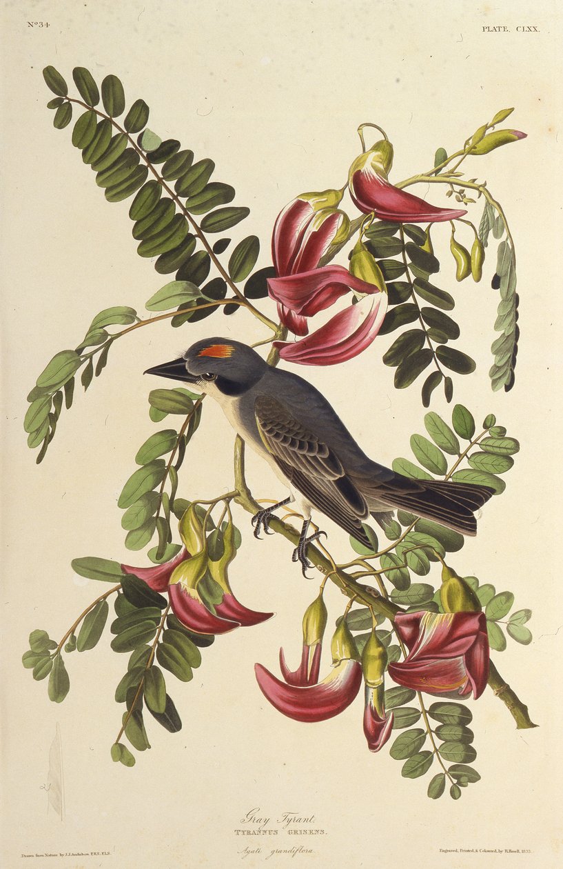 Tiranno grigio. Da Gli uccelli d