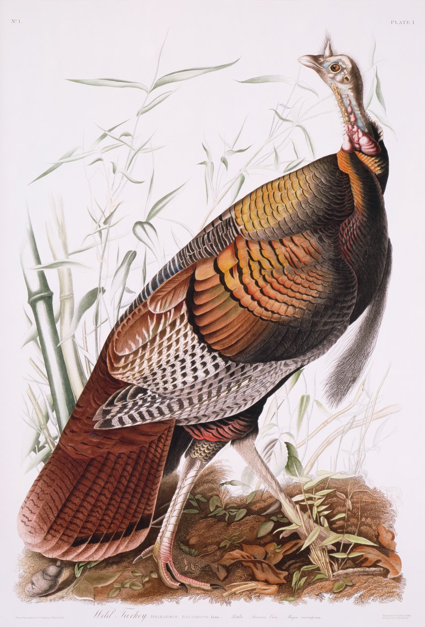 Grande gallo americano, o tacchino selvatico da John James Audubon
