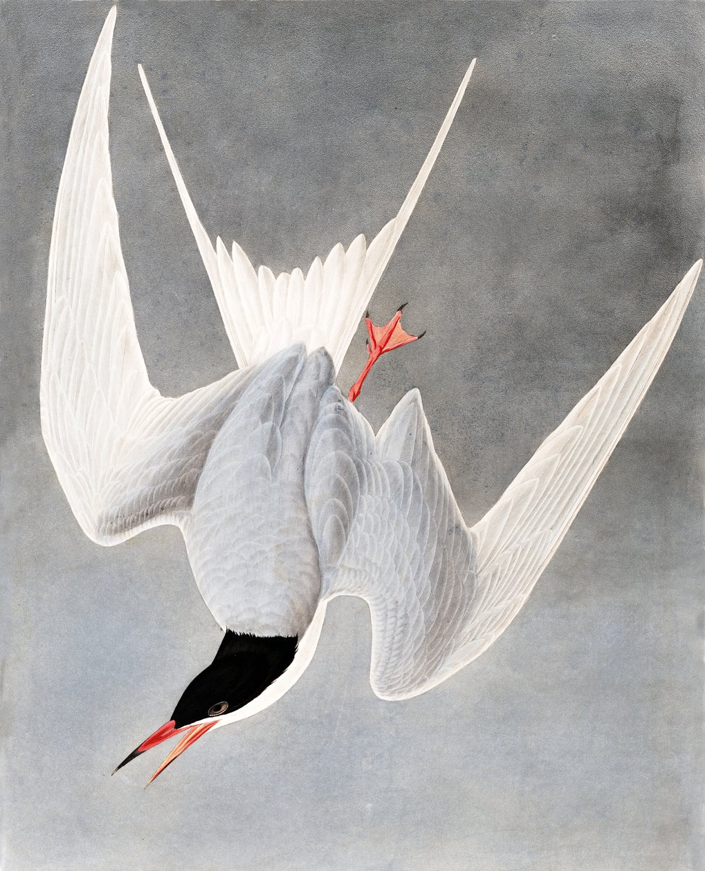 Grande sterna, Sterna Hirundo, da "Gli uccelli d