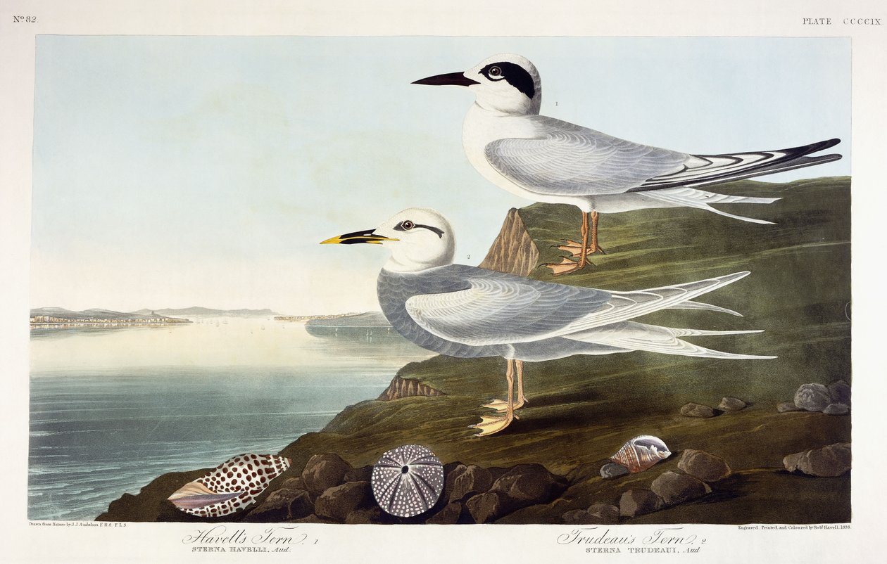 Sterna di Havell e Sterna di Trudeau, 1838 da John James Audubon