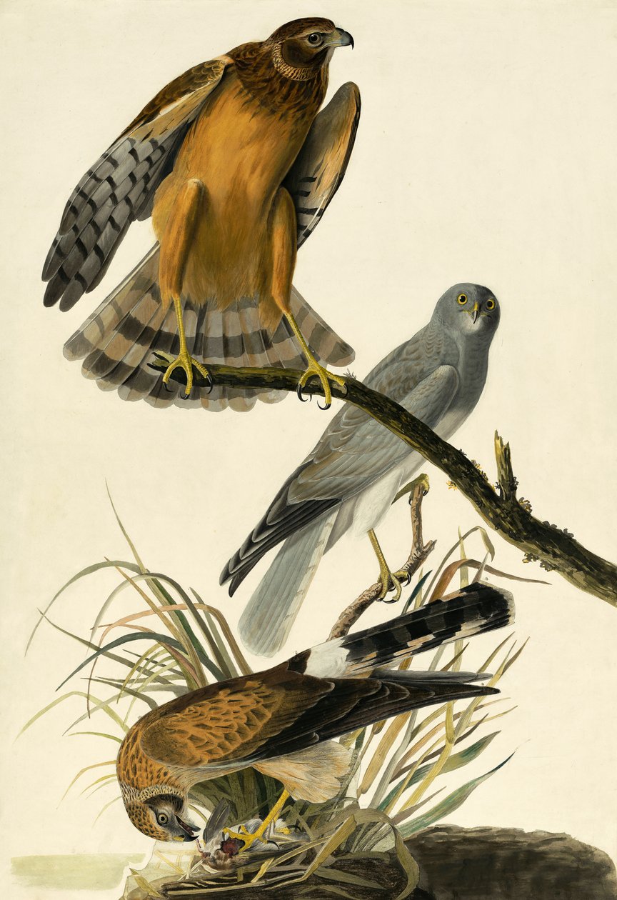 Albanella reale, Circus Cyaneus, da "Gli uccelli d
