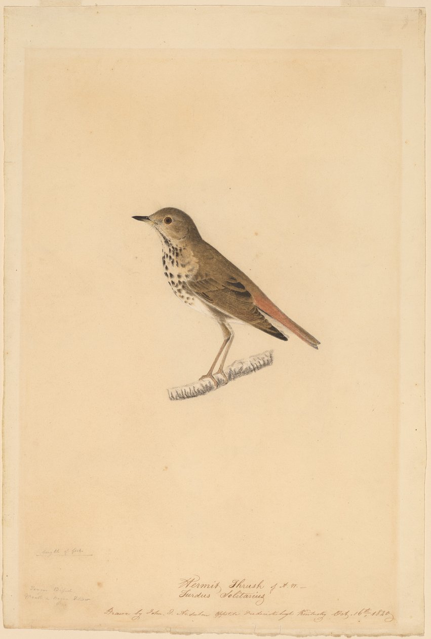 Tordo eremita da John James Audubon