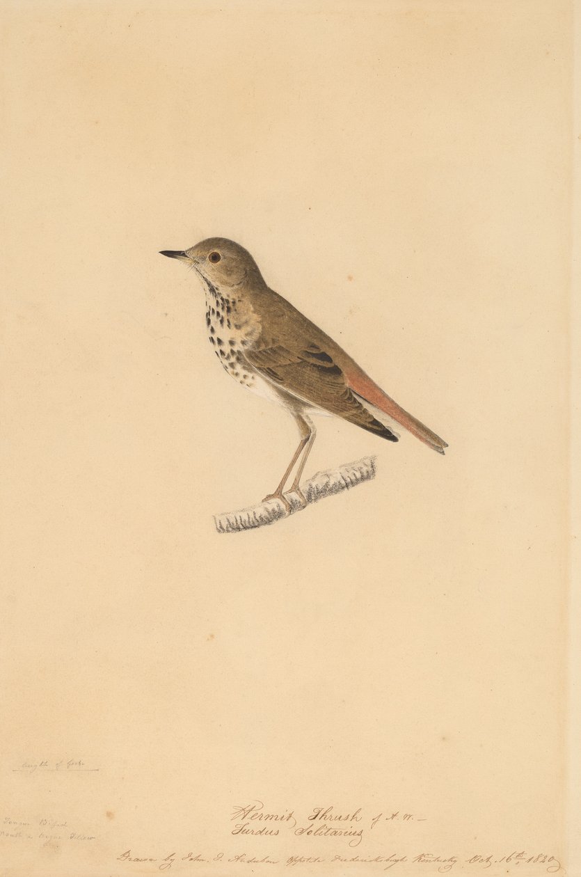 Tordo Eremita, 1820 da John James Audubon