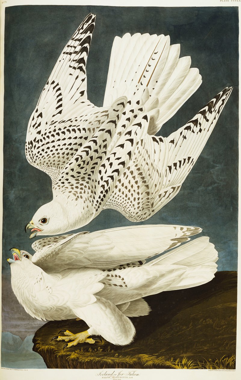 Falco Pellegrino Islandese o Jer Falcon da John James Audubon