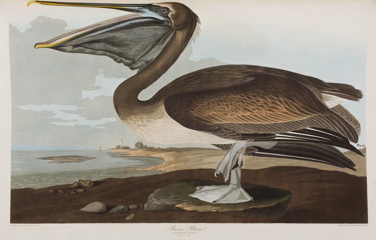 Illustrazione da 