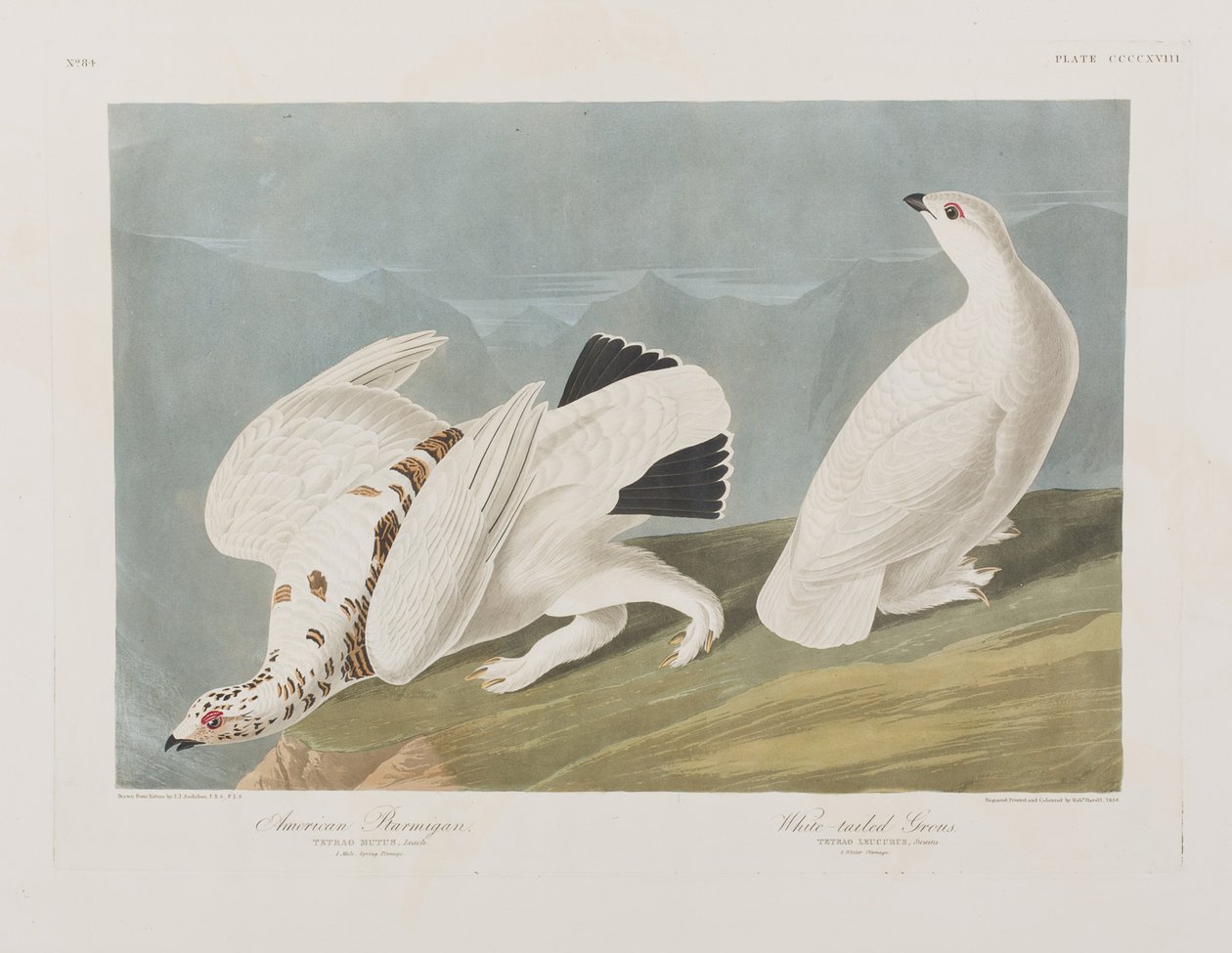 Illustrazione da 