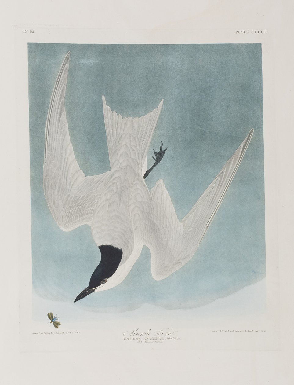 Illustrazione da 
