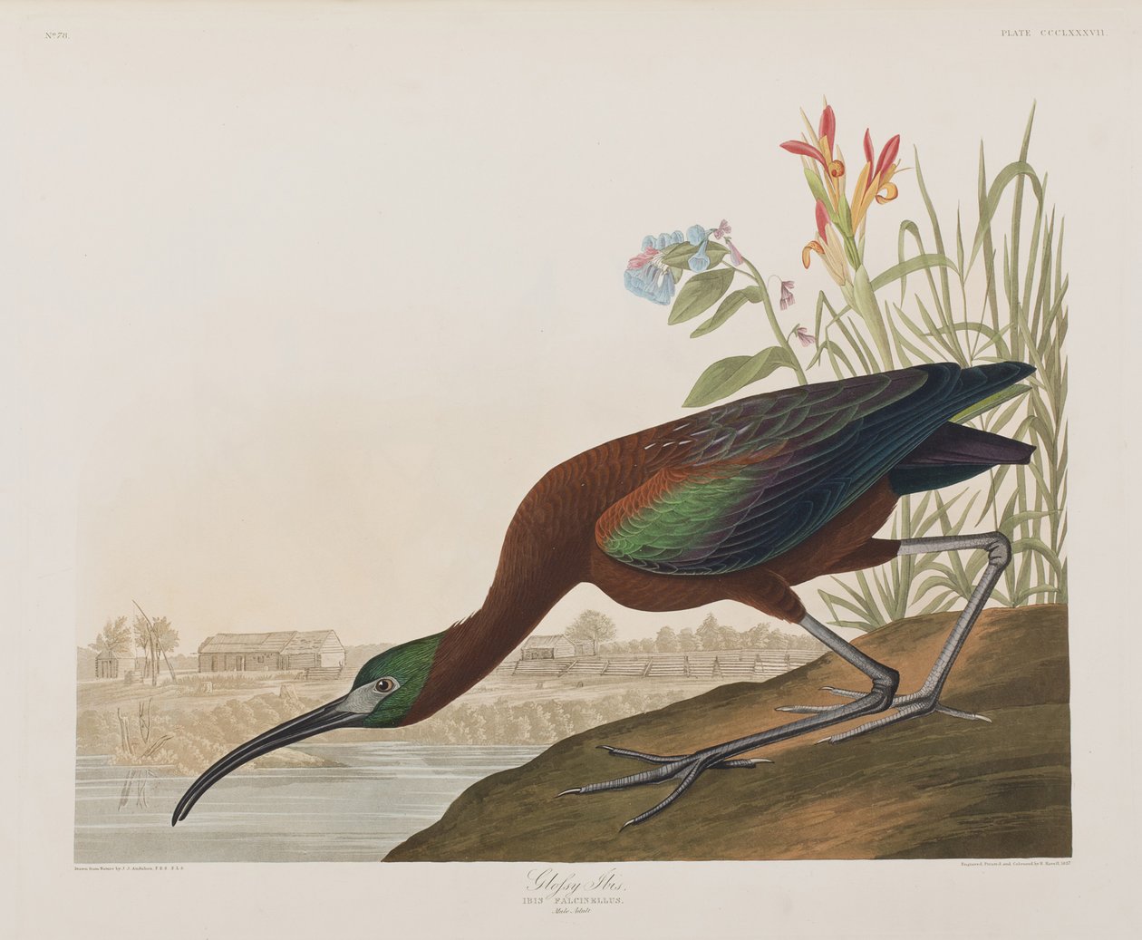 Illustrazione da 