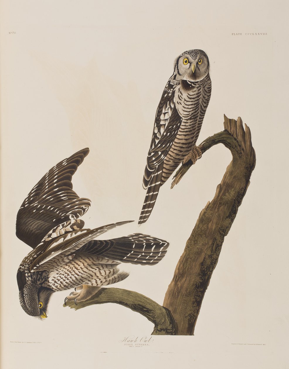 Illustrazione da 
