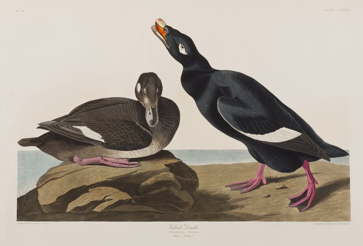 Illustrazione da 