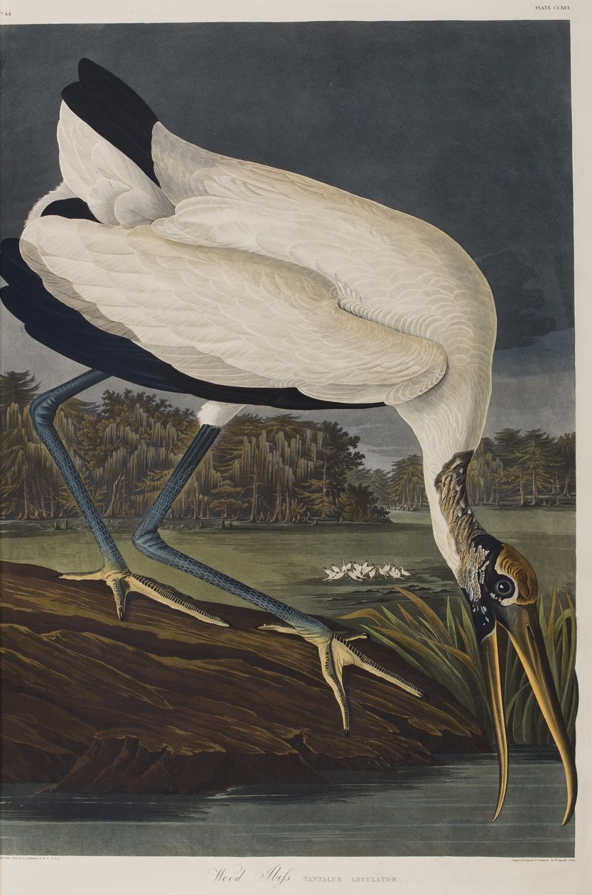 Illustrazione da 