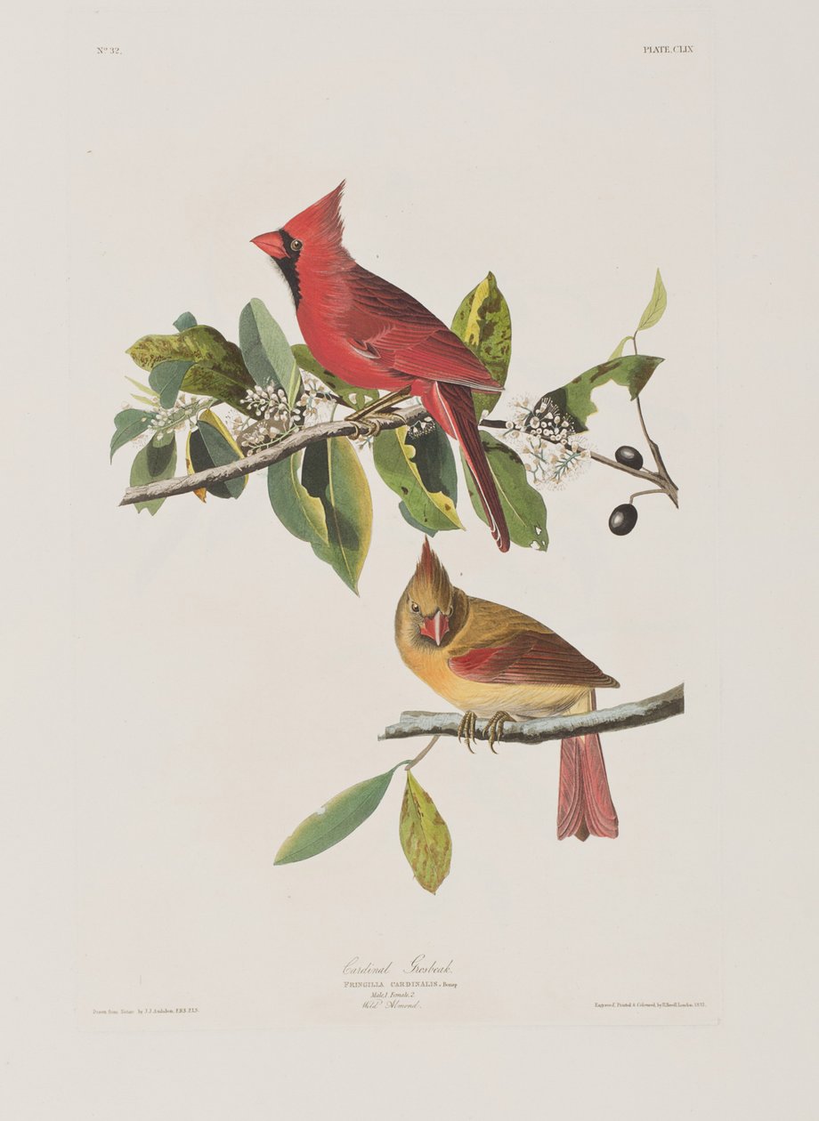 Illustrazione da 