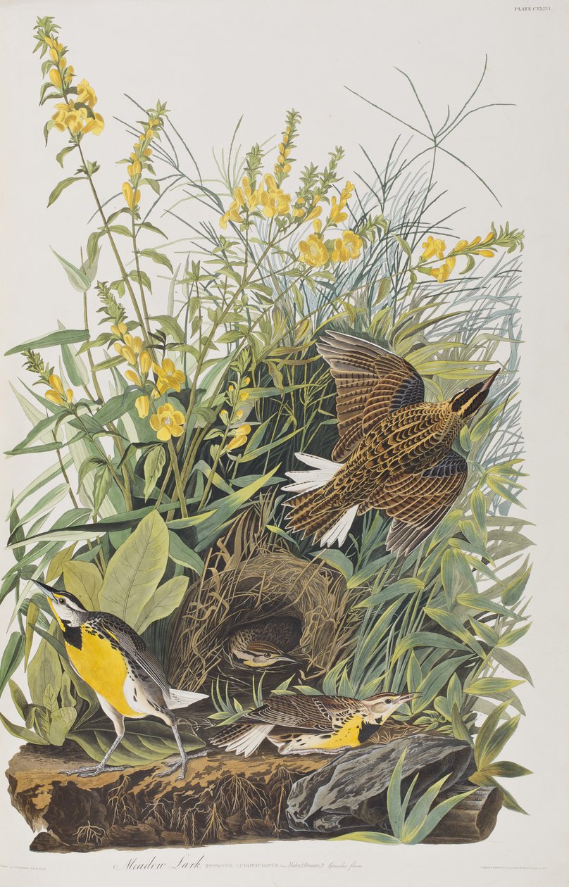 Illustrazione da 