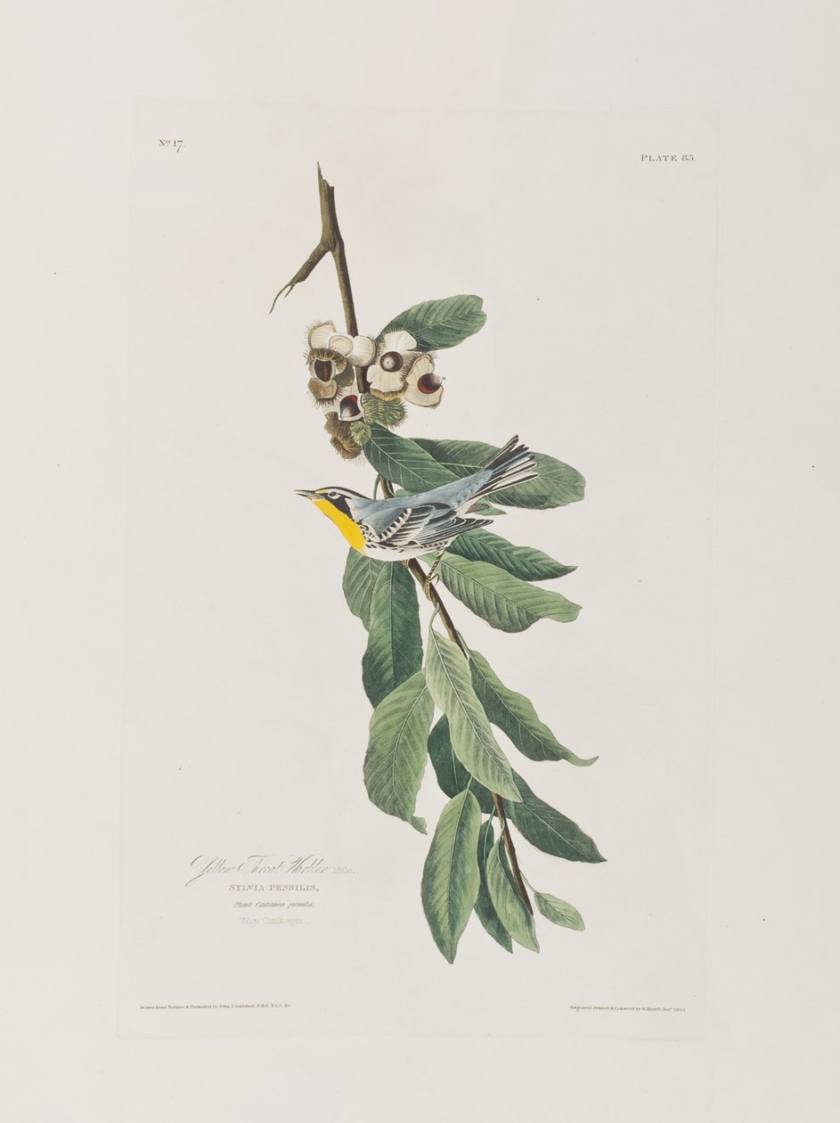 Illustrazione da 