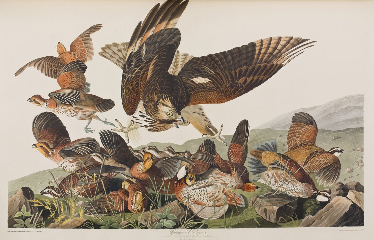 Illustrazione da 