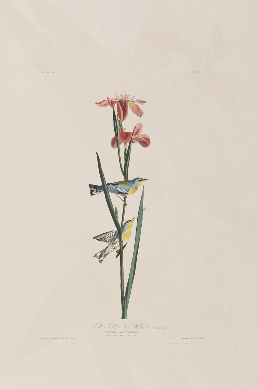 Illustrazione da 