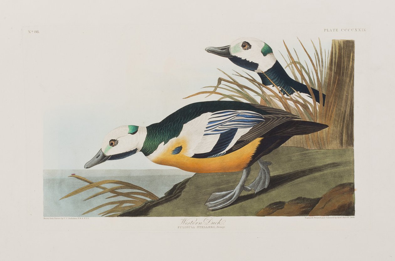 Illustrazione da 