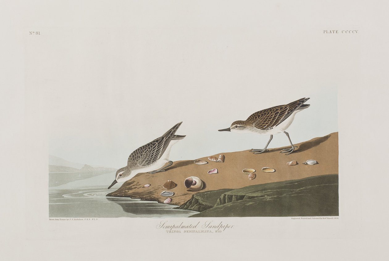 Illustrazione da 