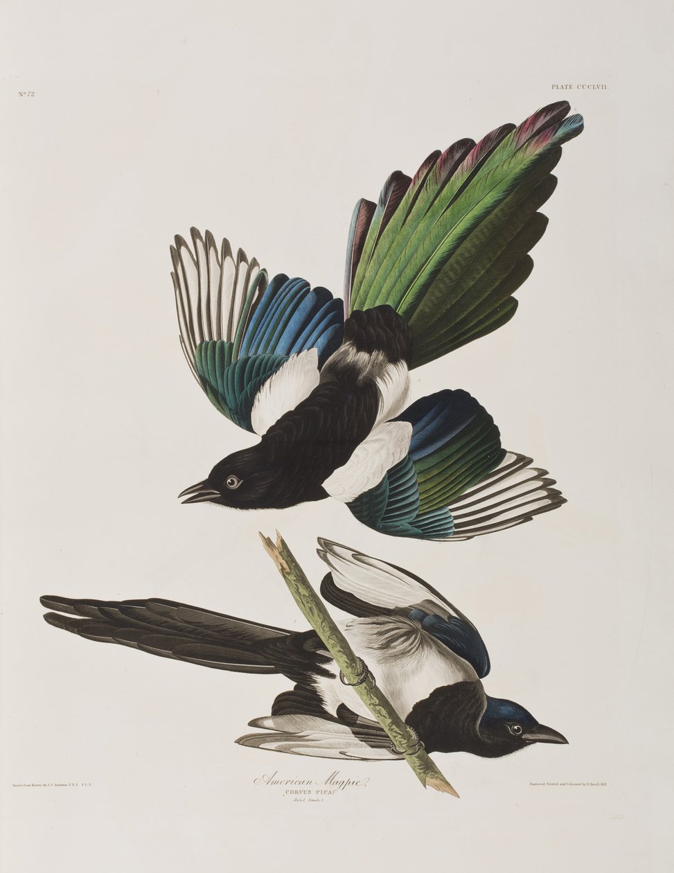 Illustrazione da 