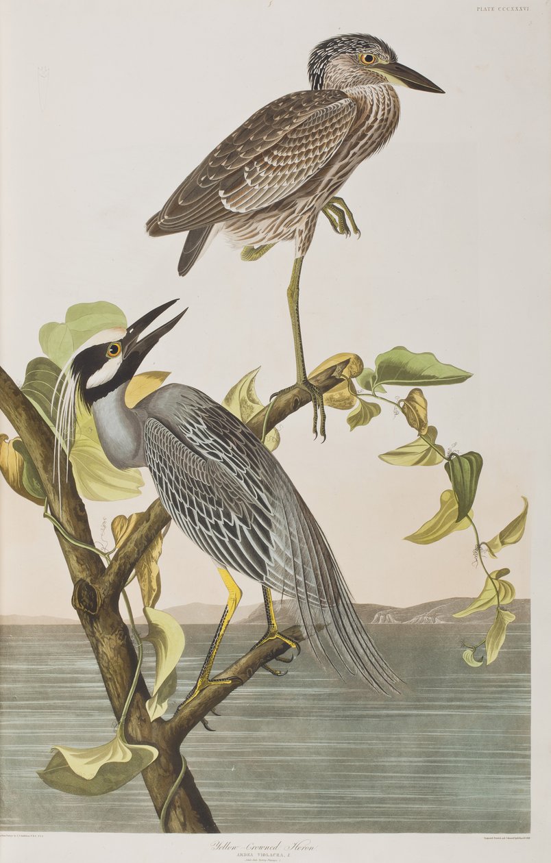 Illustrazione da 