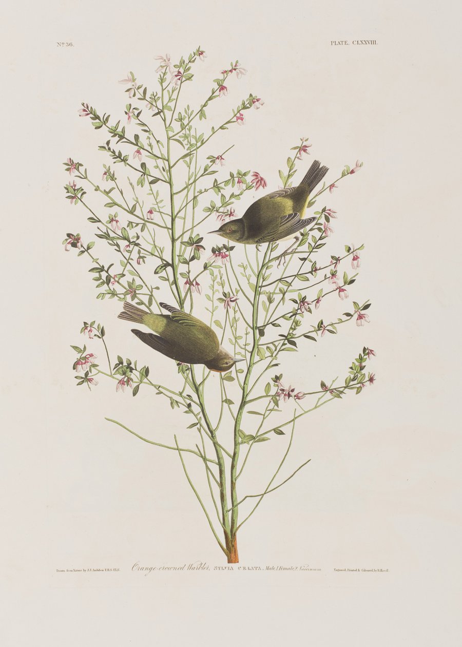 Illustrazione da 