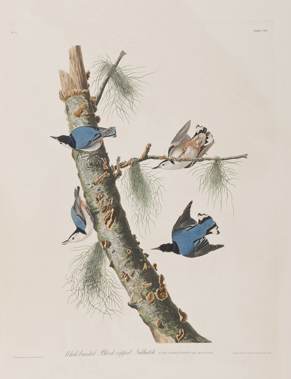 Illustrazione da 