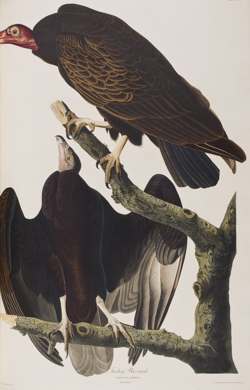 Illustrazione da 