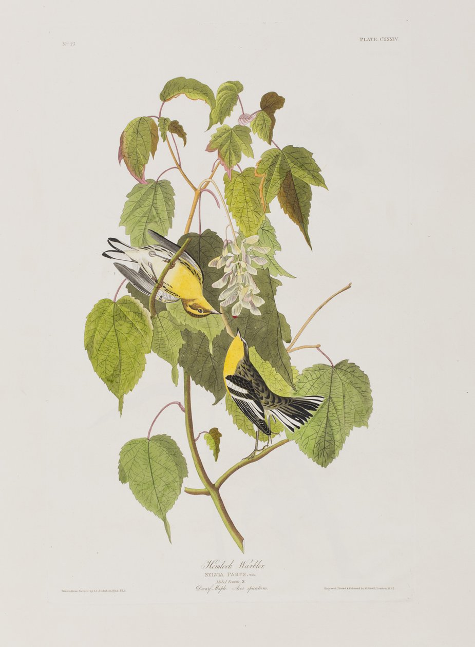 Illustrazione da 