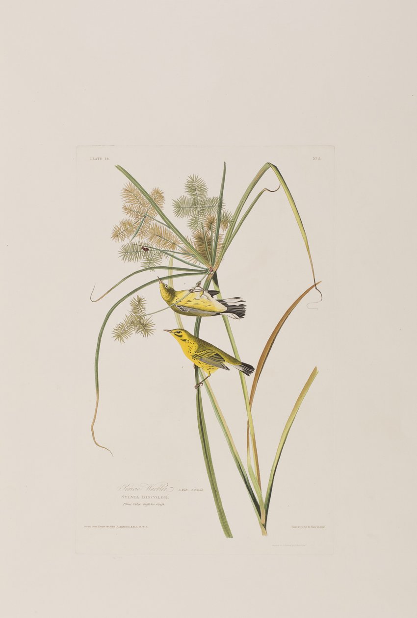 Illustrazione da 