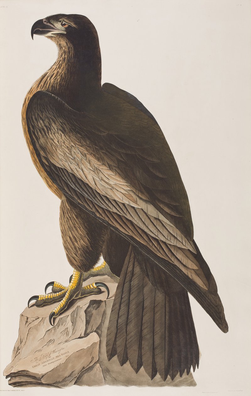 Illustrazione da 
