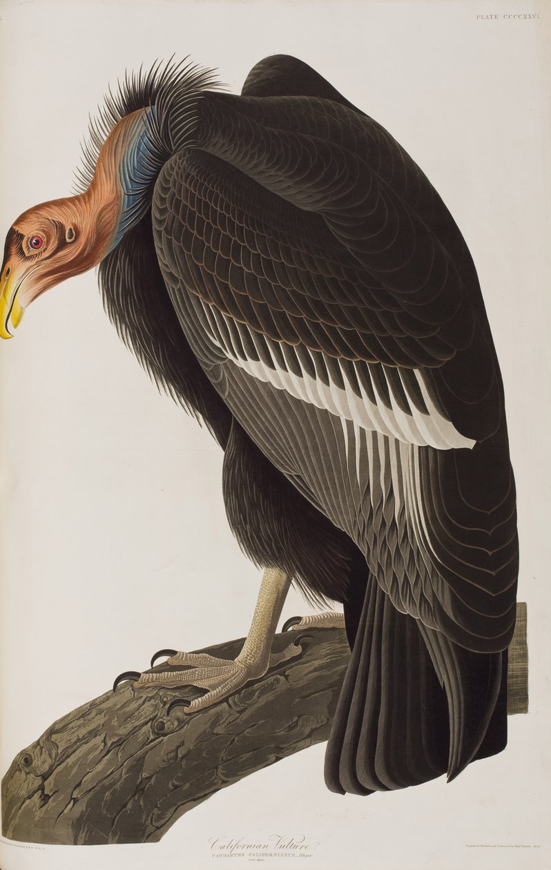 Illustrazione da 
