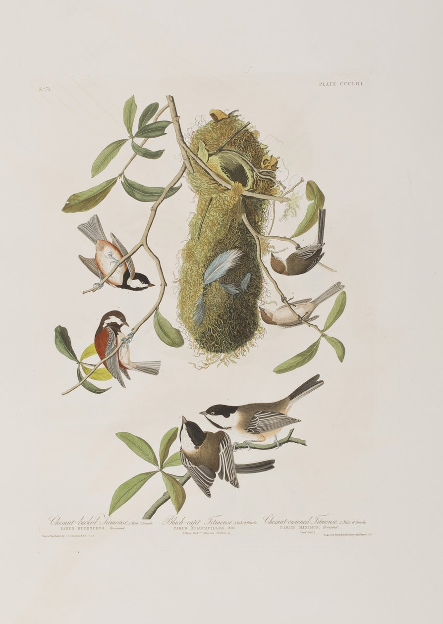 Illustrazione da 