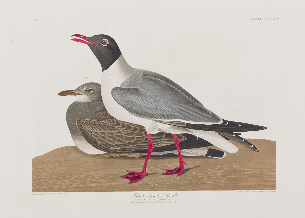 Illustrazione da 